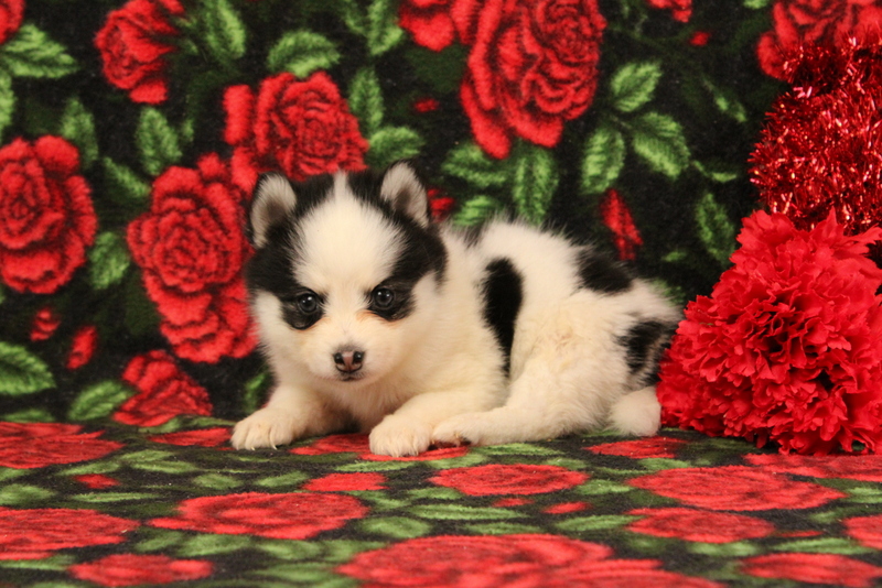 puppy, for, sale, Pomsky, Matthew B. Stoltzfus, dog, breeder, Gap, PA, dog-breeder, puppy-for-sale, forsale, nearby, find, puppyfind, locator, puppylocator, aca